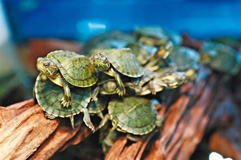 烏龜 魚|魚中魚─靈獸烏龜的飼養方法